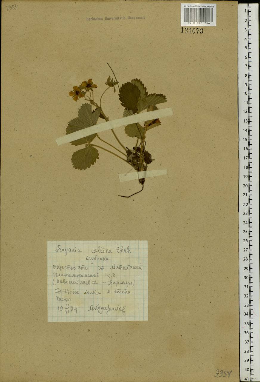 Fragaria viridis Duchesne, Siberia, Altai & Sayany Mountains (S2) (Russia)