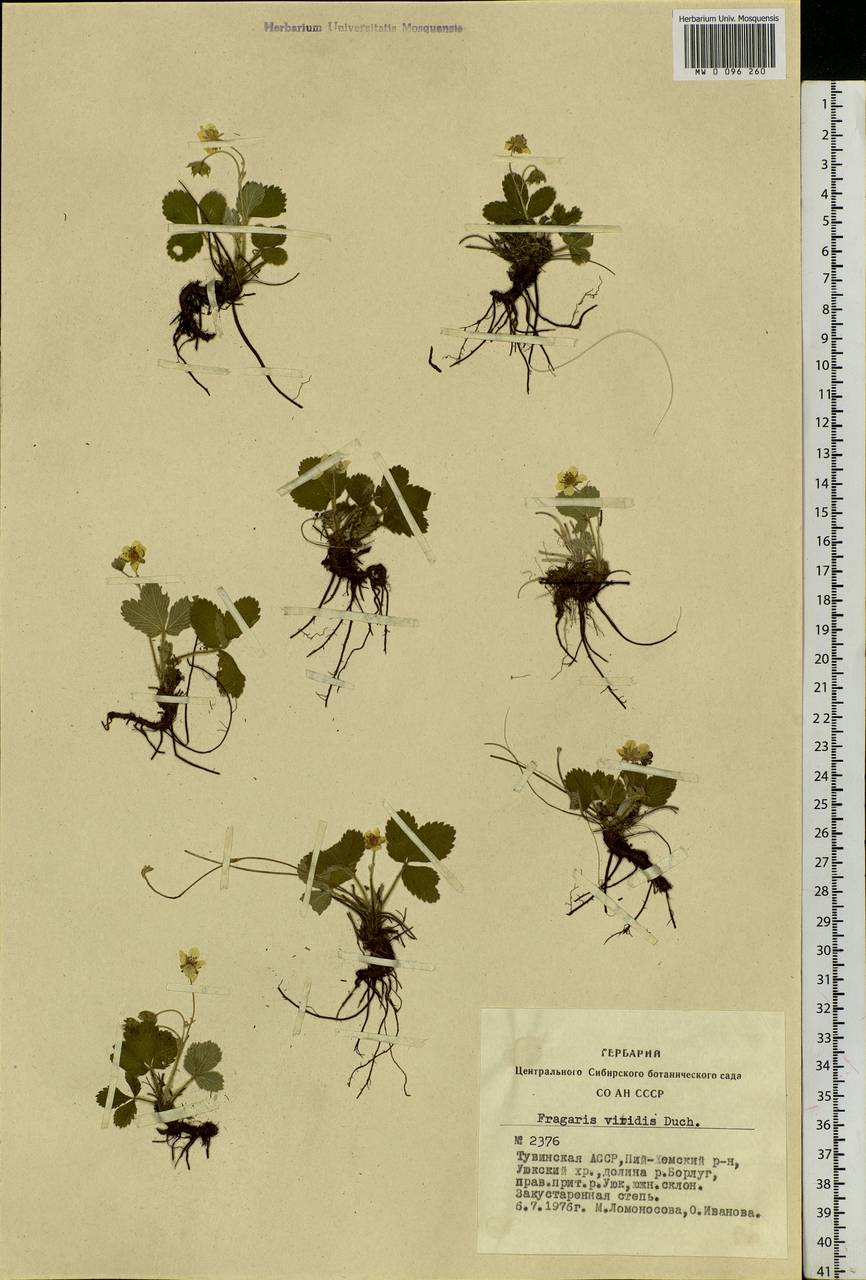 Fragaria viridis Duchesne, Siberia, Altai & Sayany Mountains (S2) (Russia)