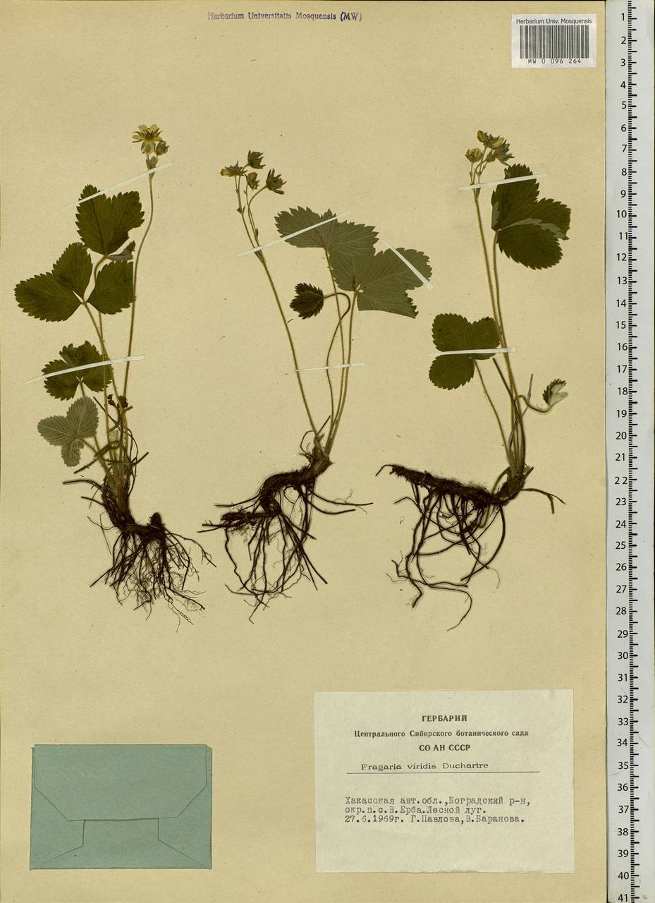 Fragaria viridis Duchesne, Siberia, Altai & Sayany Mountains (S2) (Russia)