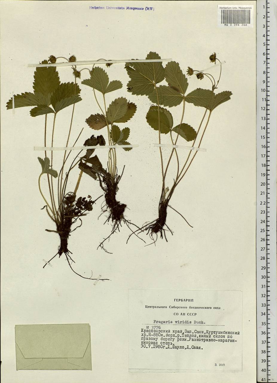 Fragaria viridis Duchesne, Siberia, Altai & Sayany Mountains (S2) (Russia)