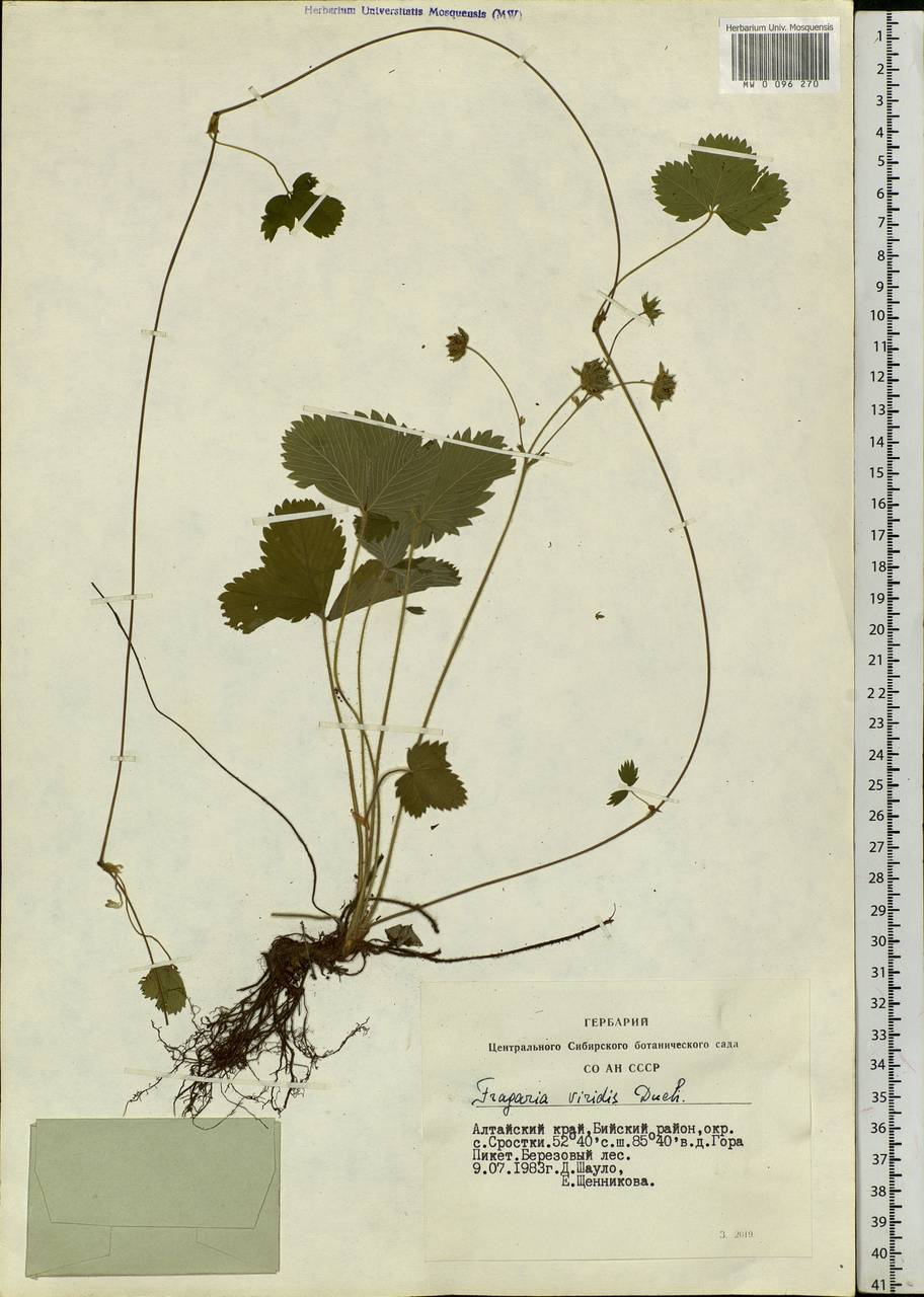 Fragaria viridis Duchesne, Siberia, Altai & Sayany Mountains (S2) (Russia)