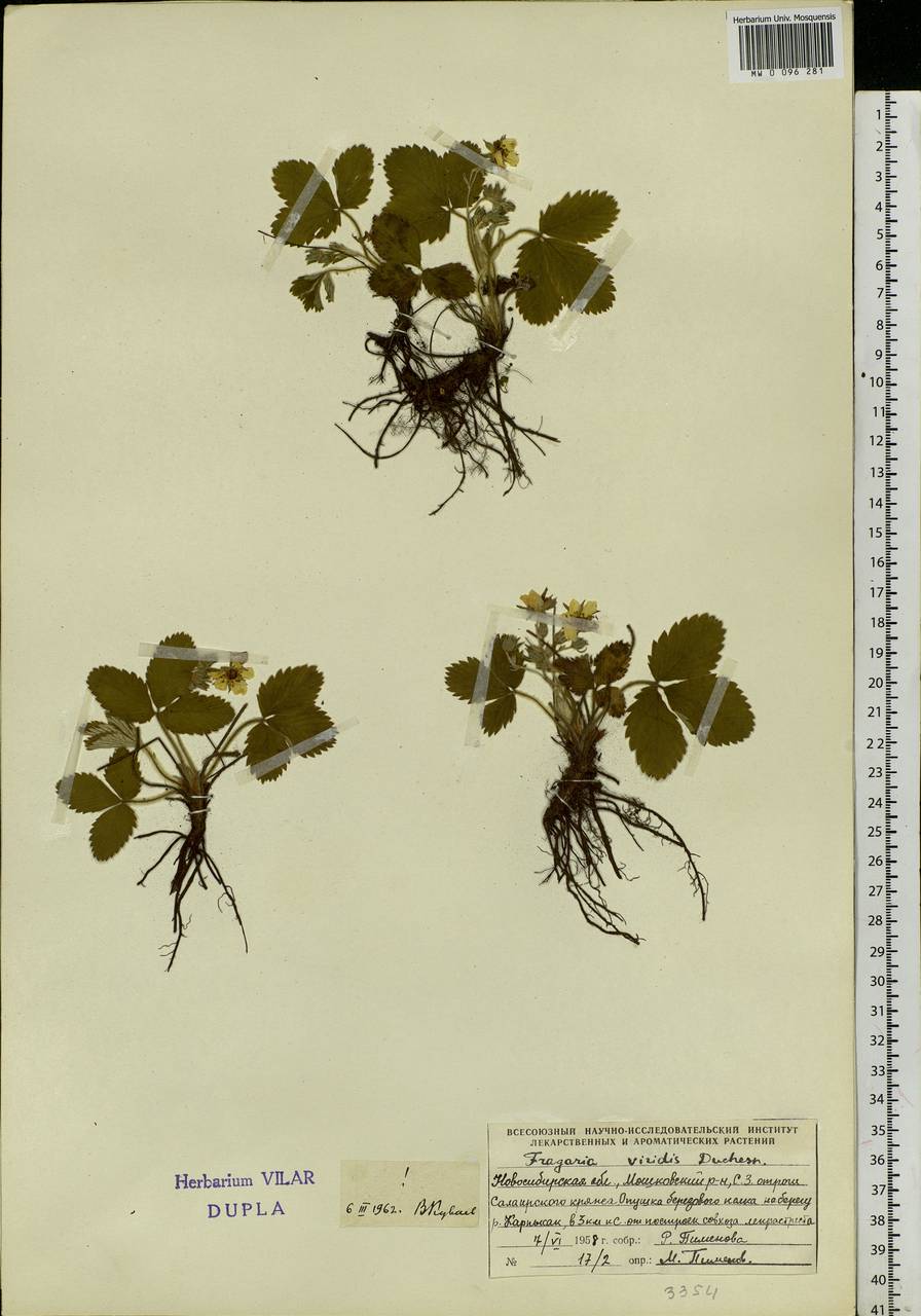 Fragaria viridis Duchesne, Siberia, Western Siberia (S1) (Russia)