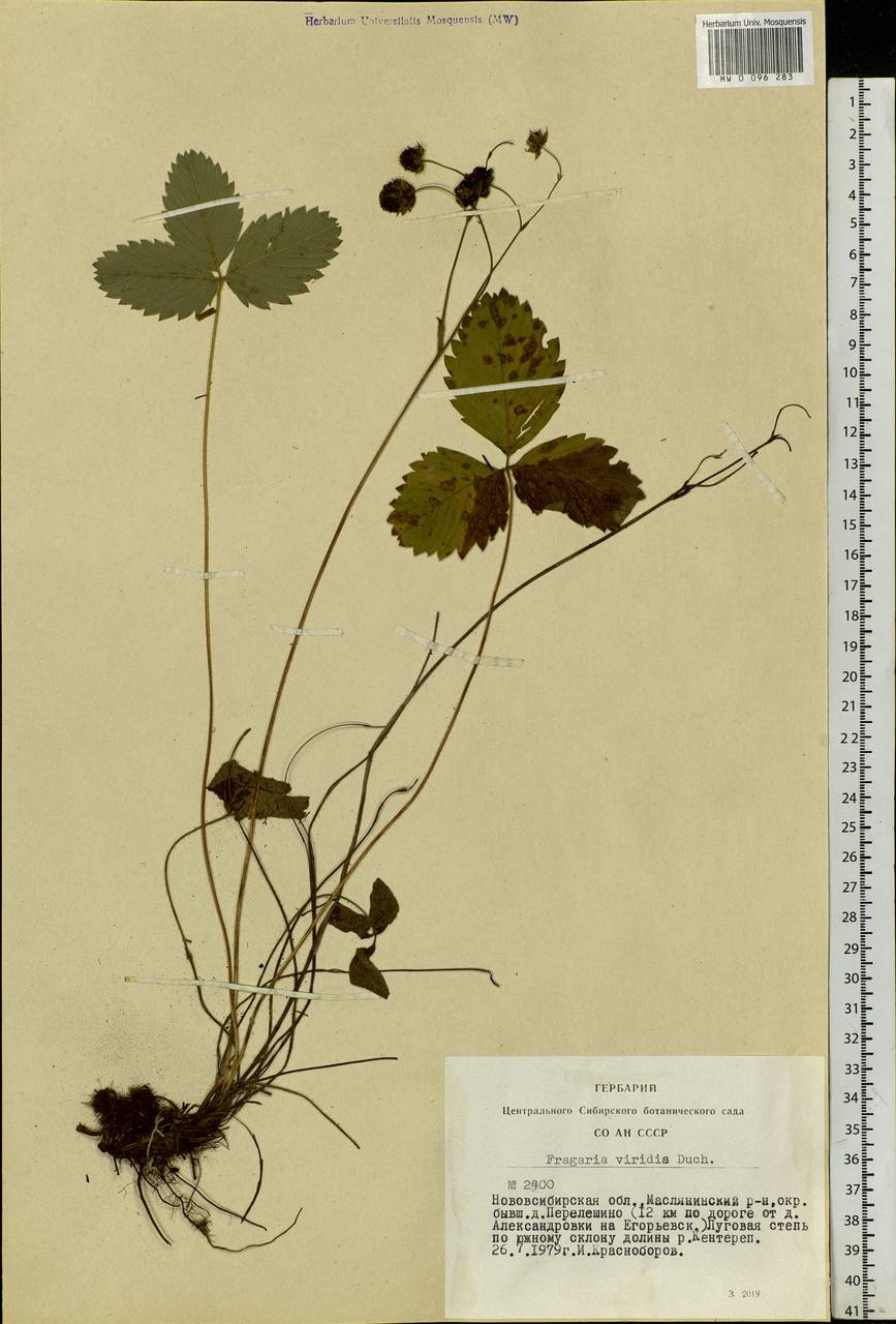 Fragaria viridis Duchesne, Siberia, Western Siberia (S1) (Russia)