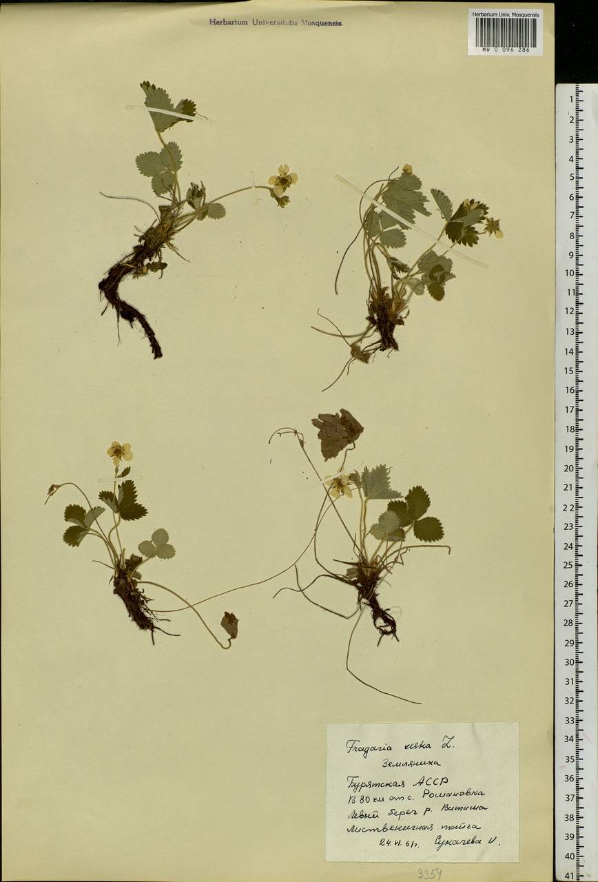 Fragaria vesca L., Siberia, Baikal & Transbaikal region (S4) (Russia)