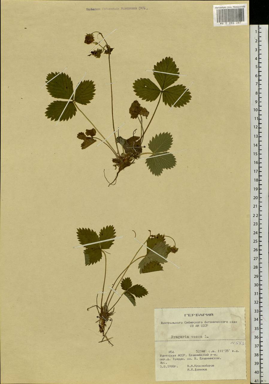 Fragaria vesca L., Siberia, Baikal & Transbaikal region (S4) (Russia)