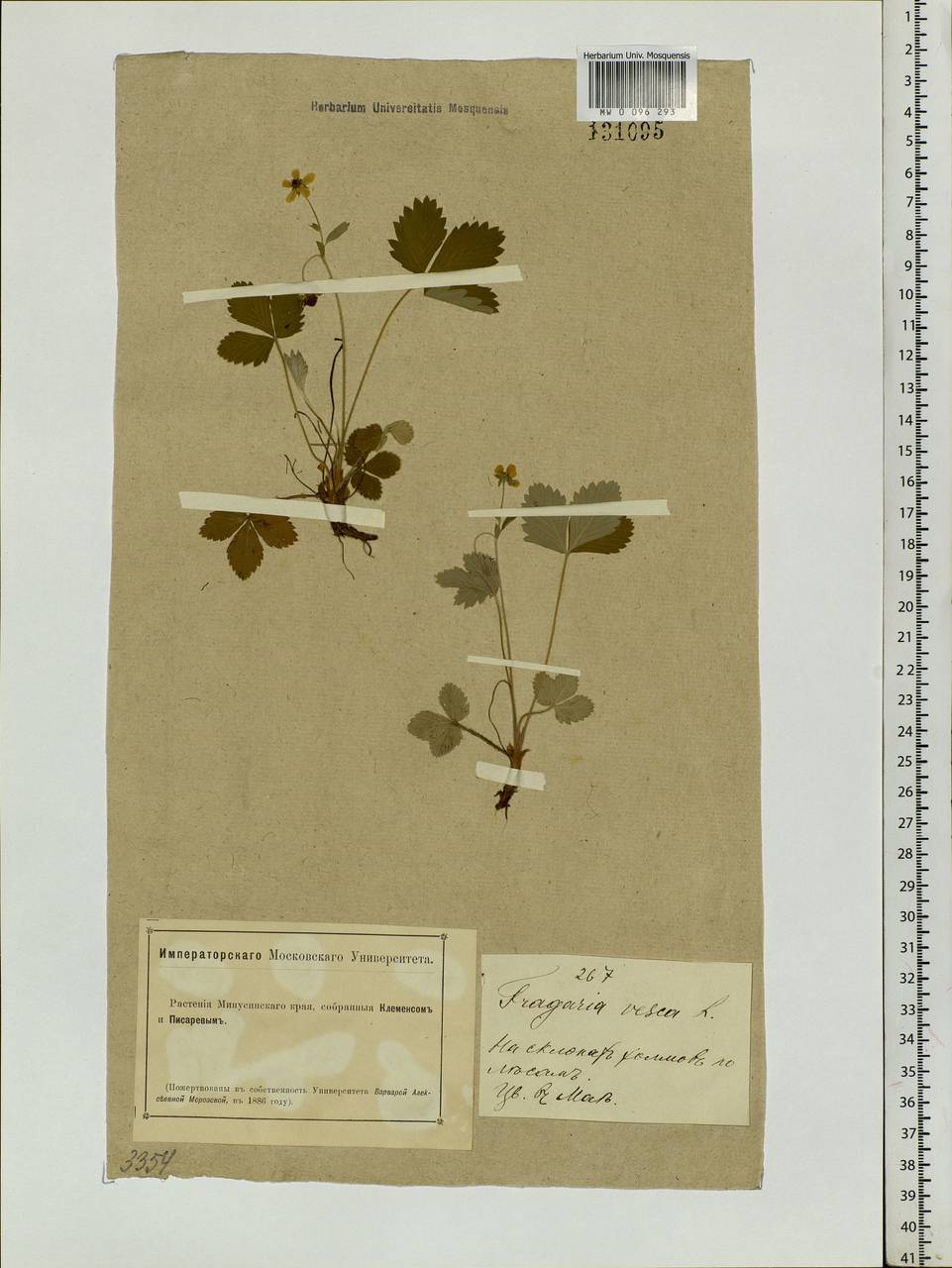 Fragaria vesca L., Siberia, Altai & Sayany Mountains (S2) (Russia)