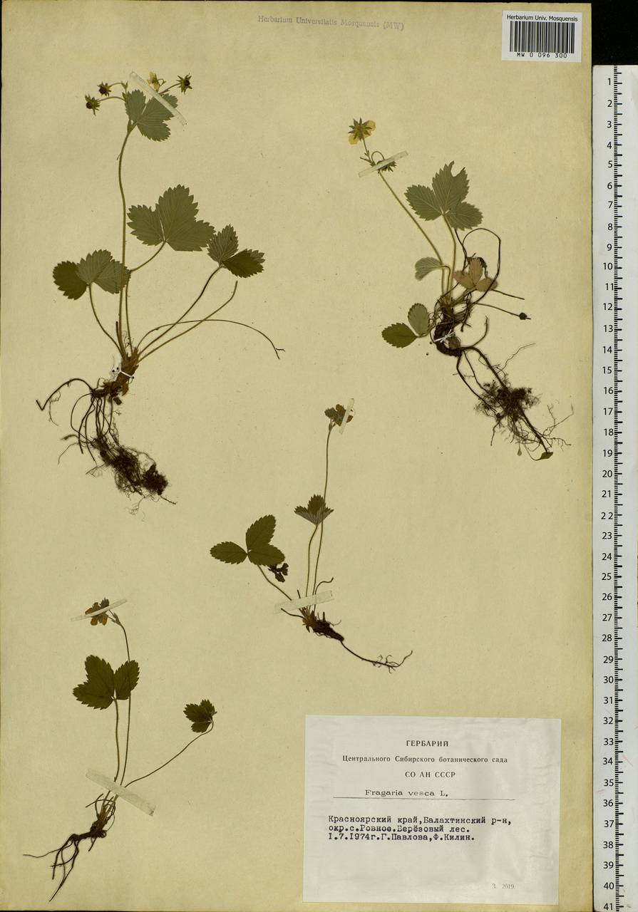 Fragaria vesca L., Siberia, Altai & Sayany Mountains (S2) (Russia)