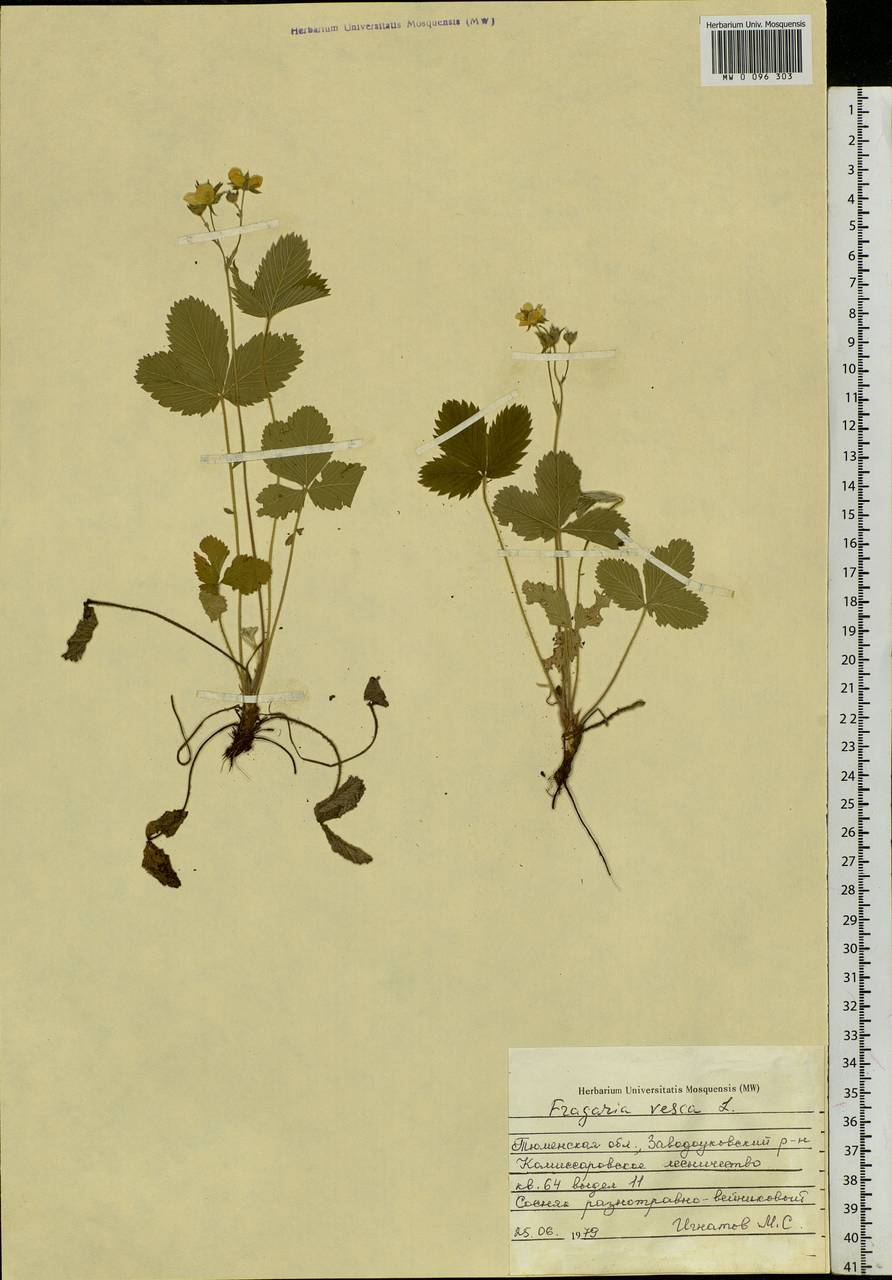 Fragaria vesca L., Siberia, Western Siberia (S1) (Russia)