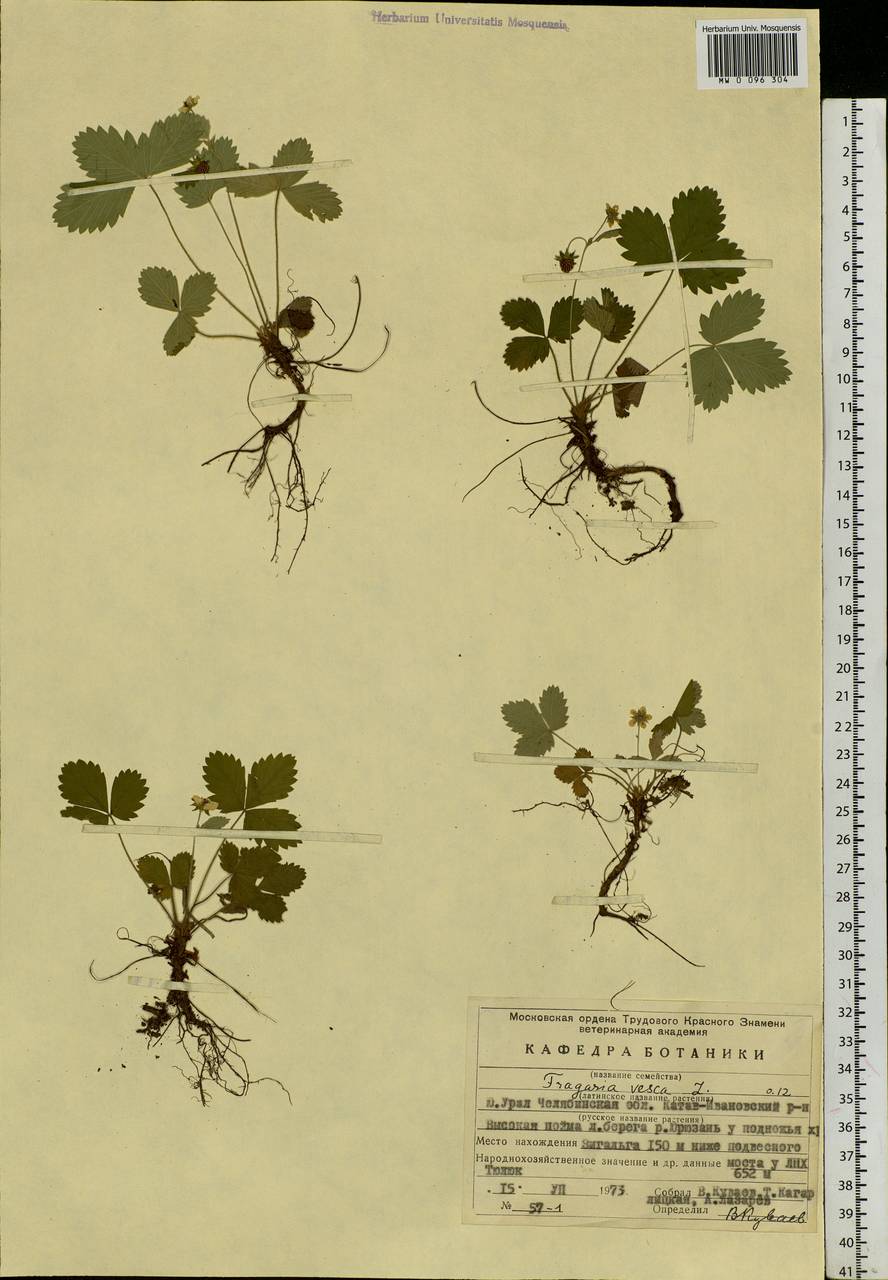 Fragaria vesca L., Eastern Europe, Eastern region (E10) (Russia)