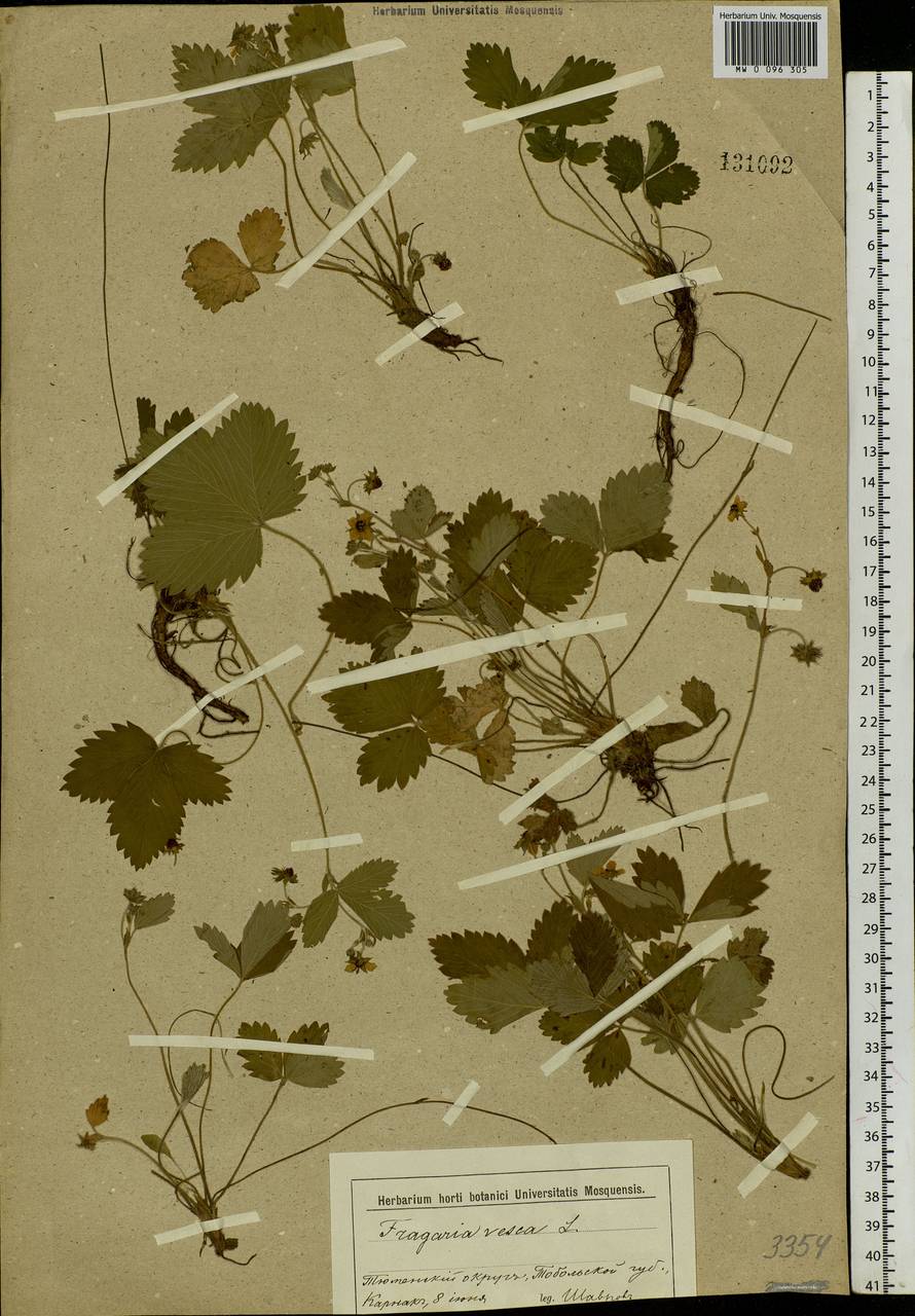 Fragaria vesca L., Siberia, Western Siberia (S1) (Russia)