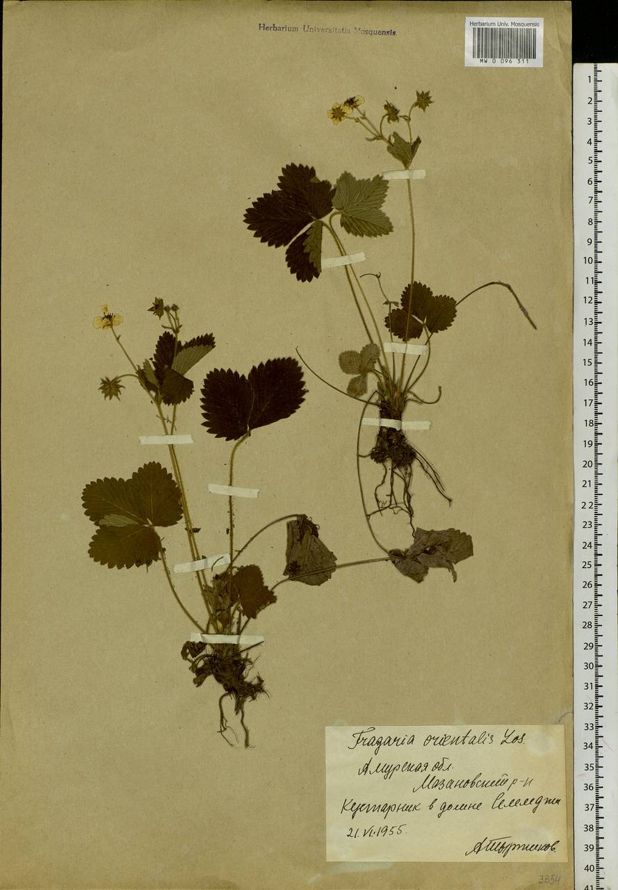 Fragaria orientalis Losinsk., Siberia, Russian Far East (S6) (Russia)