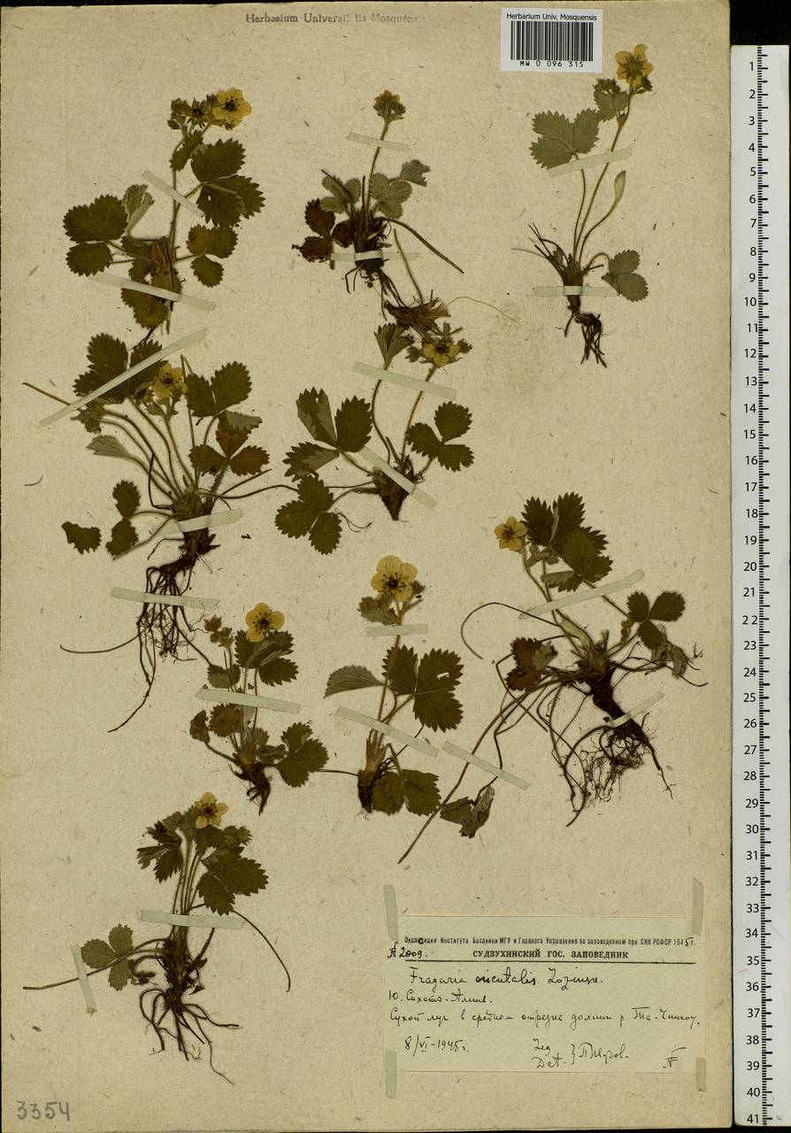 Fragaria orientalis Losinsk., Siberia, Russian Far East (S6) (Russia)