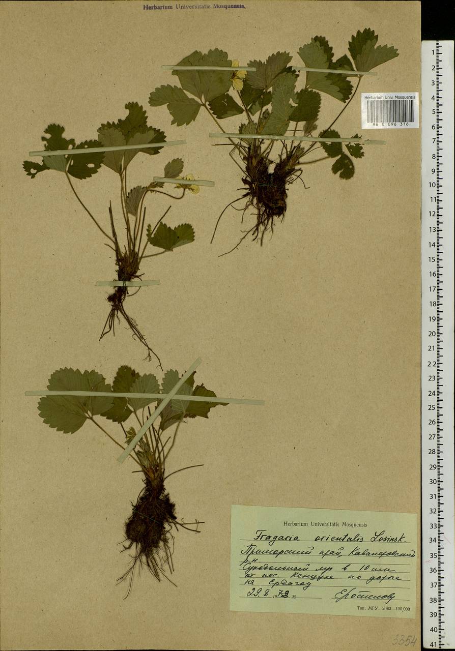 Fragaria orientalis Losinsk., Siberia, Russian Far East (S6) (Russia)