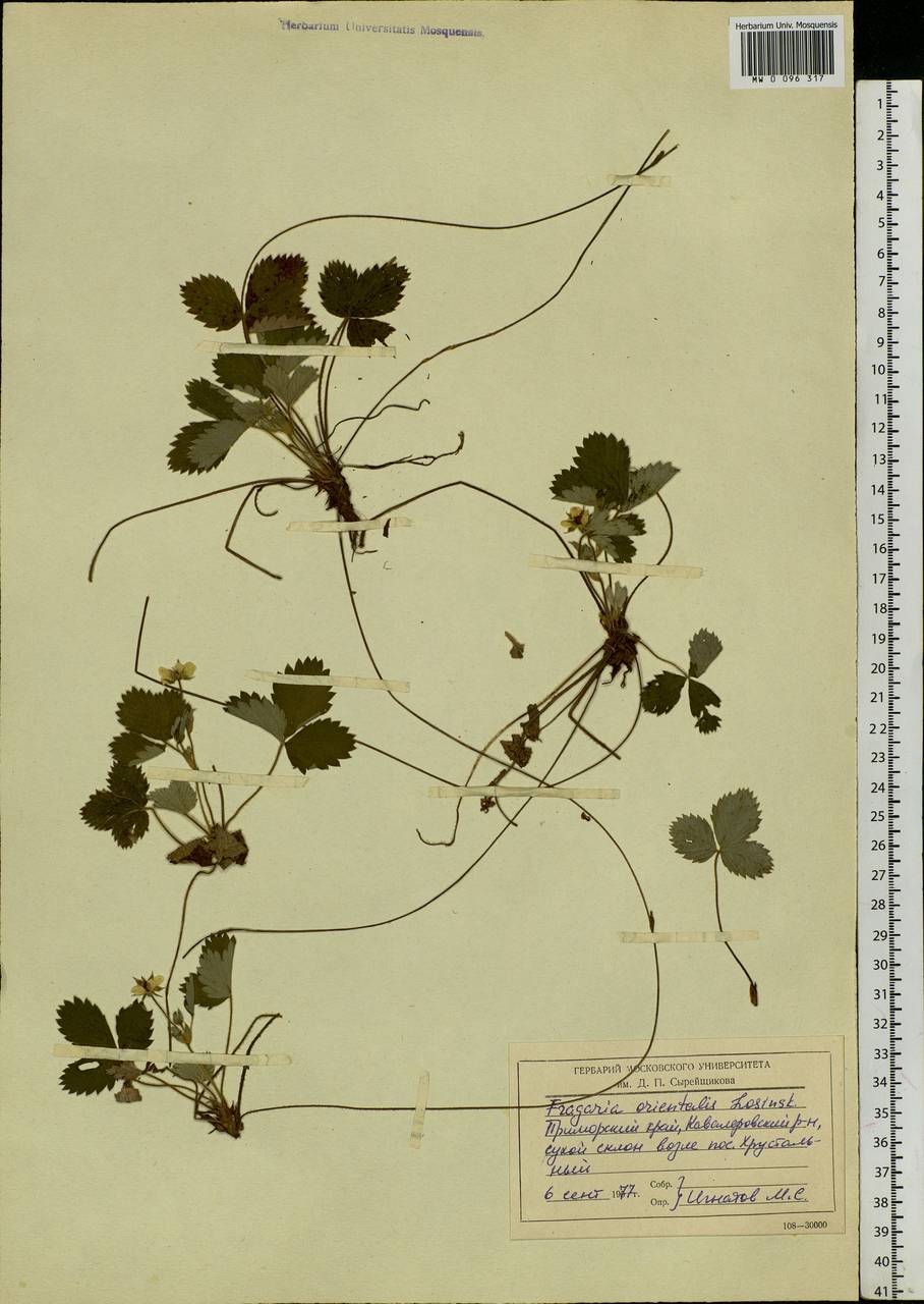 Fragaria orientalis Losinsk., Siberia, Russian Far East (S6) (Russia)