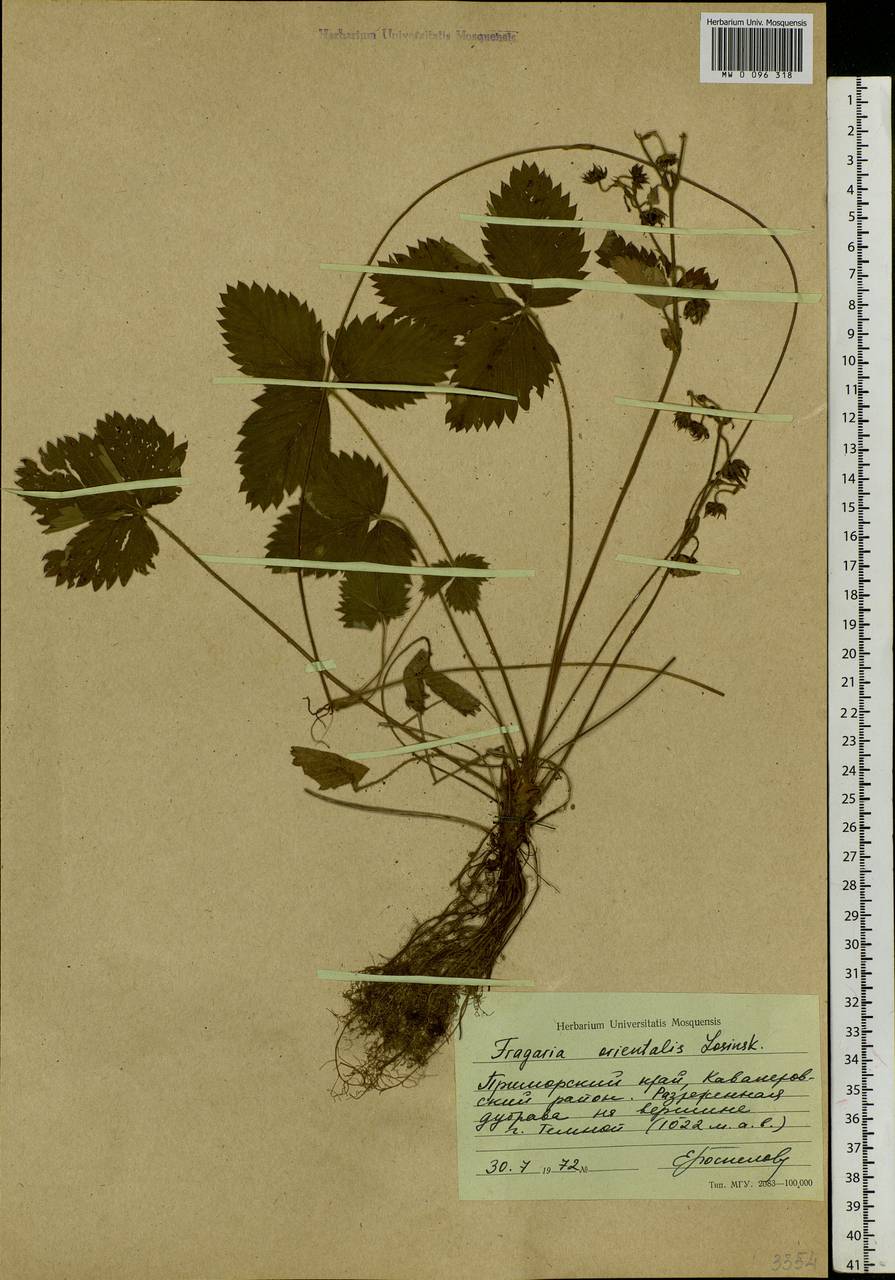 Fragaria orientalis Losinsk., Siberia, Russian Far East (S6) (Russia)