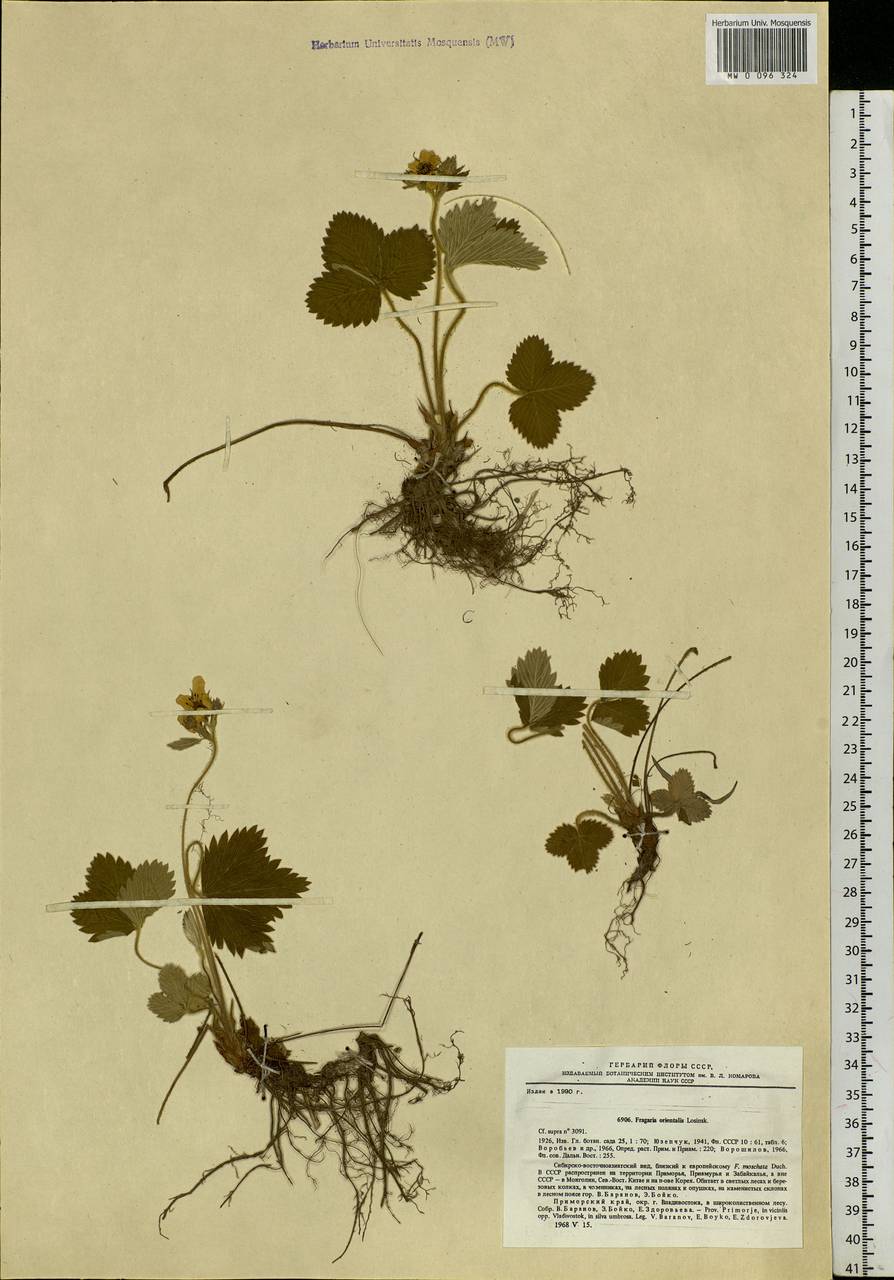 Fragaria orientalis Losinsk., Siberia, Russian Far East (S6) (Russia)