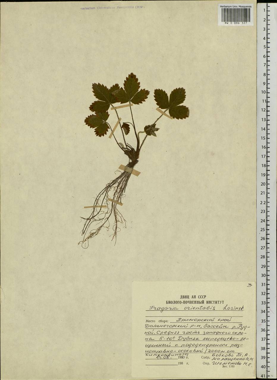 Fragaria orientalis Losinsk., Siberia, Russian Far East (S6) (Russia)