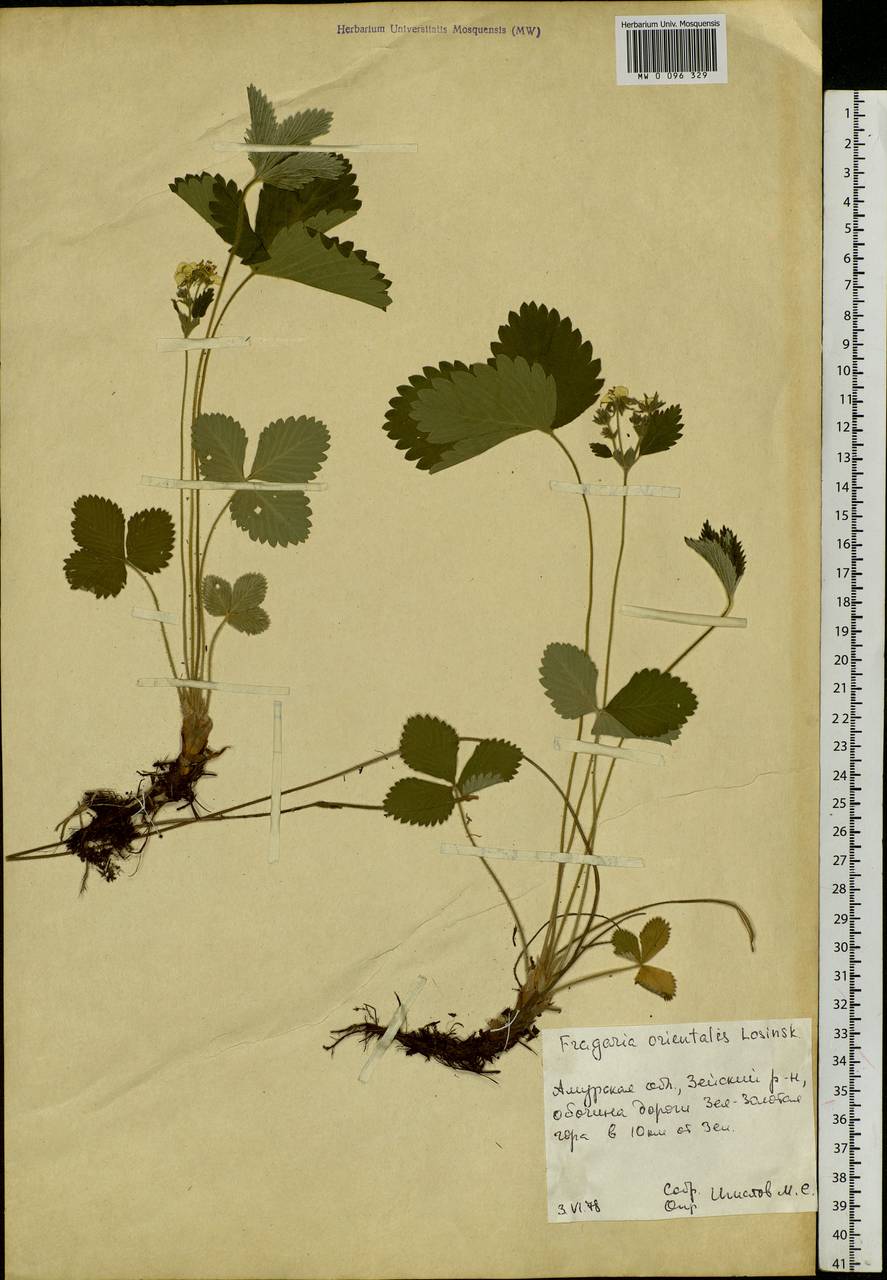 Fragaria orientalis Losinsk., Siberia, Russian Far East (S6) (Russia)