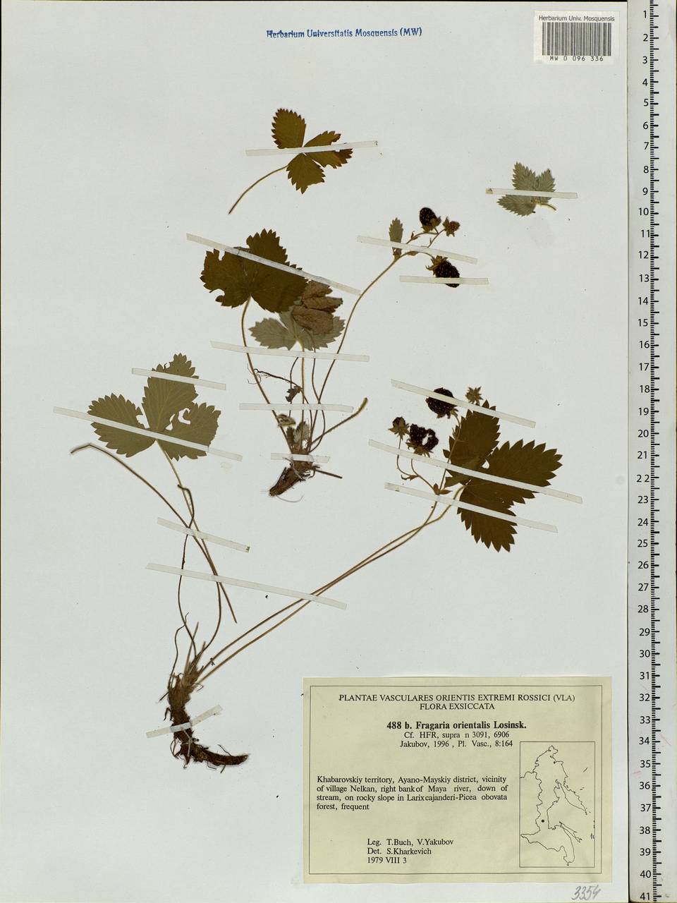 Fragaria orientalis Losinsk., Siberia, Russian Far East (S6) (Russia)