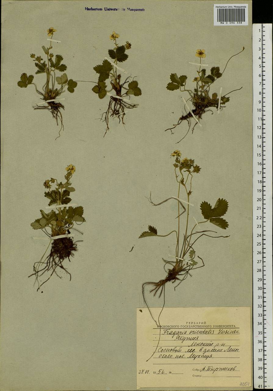 Fragaria orientalis Losinsk., Siberia, Yakutia (S5) (Russia)