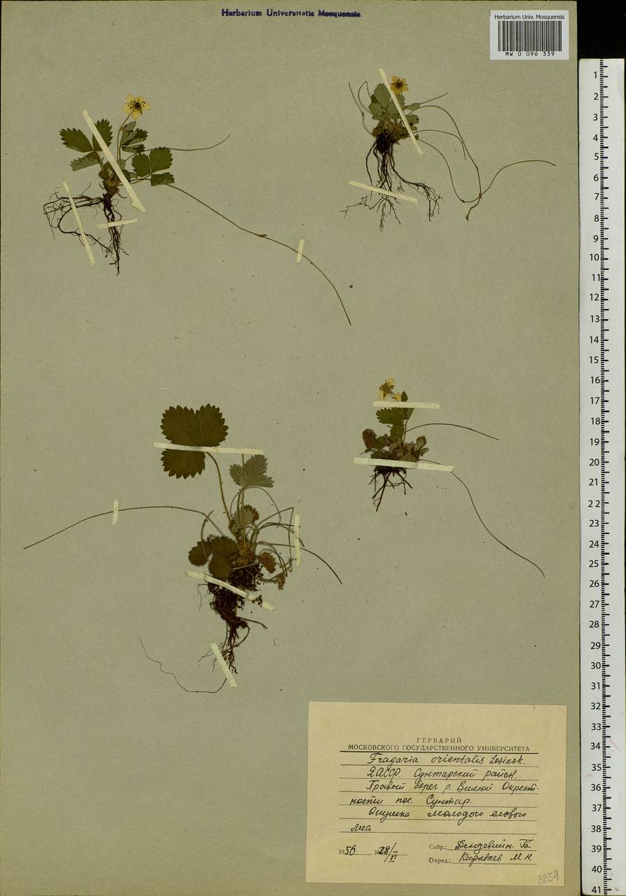 Fragaria orientalis Losinsk., Siberia, Yakutia (S5) (Russia)