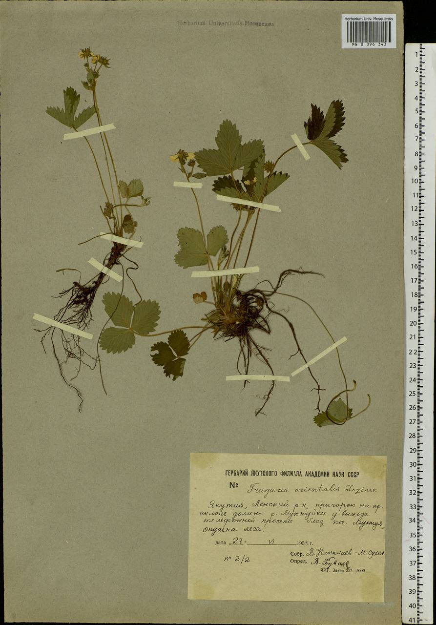 Fragaria orientalis Losinsk., Siberia, Yakutia (S5) (Russia)