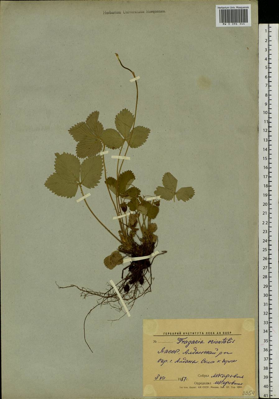 Fragaria orientalis Losinsk., Siberia, Yakutia (S5) (Russia)