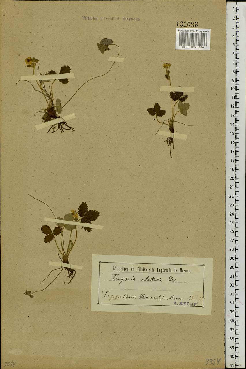 Fragaria orientalis Losinsk., Siberia, Baikal & Transbaikal region (S4) (Russia)