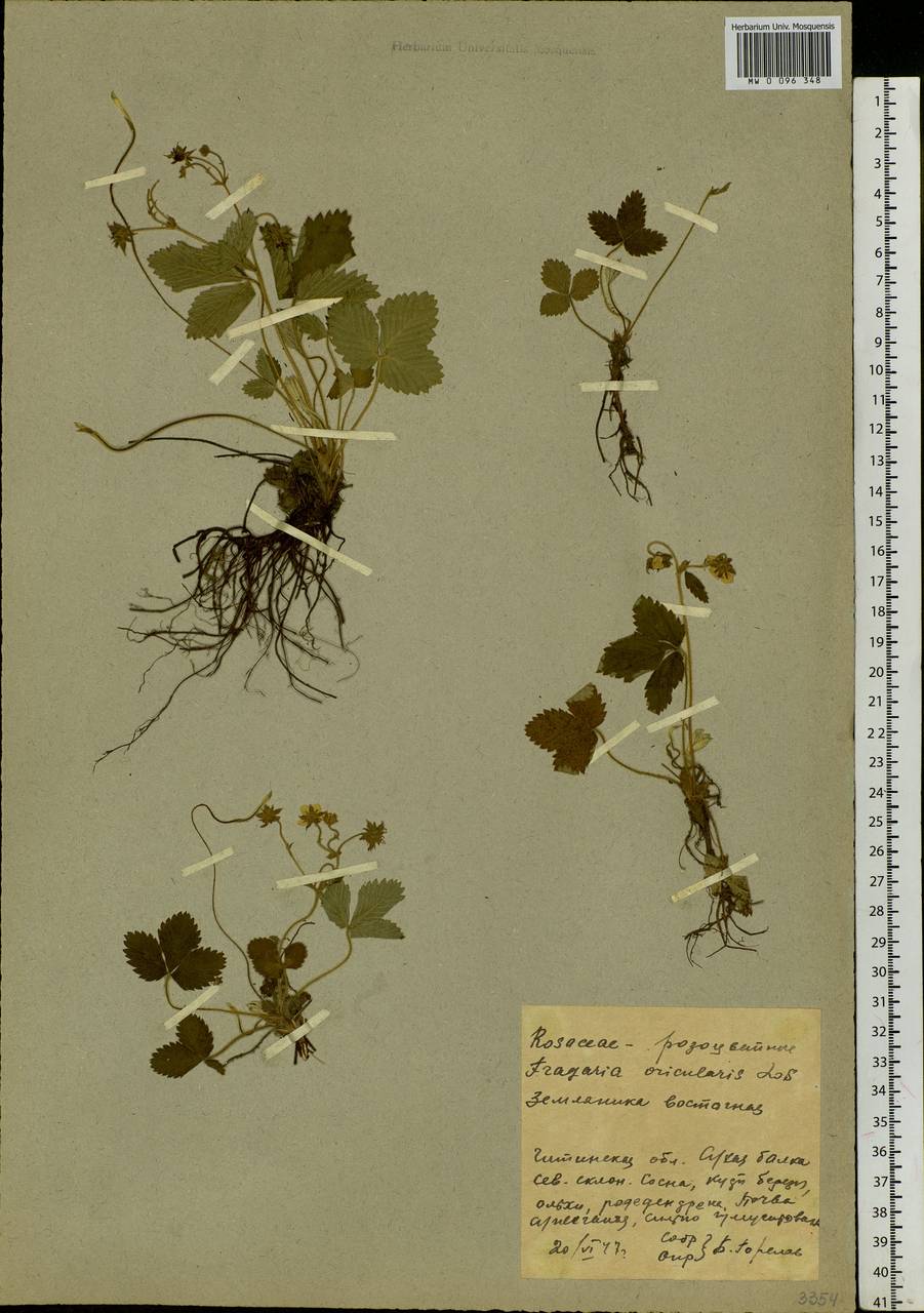 Fragaria orientalis Losinsk., Siberia, Baikal & Transbaikal region (S4) (Russia)