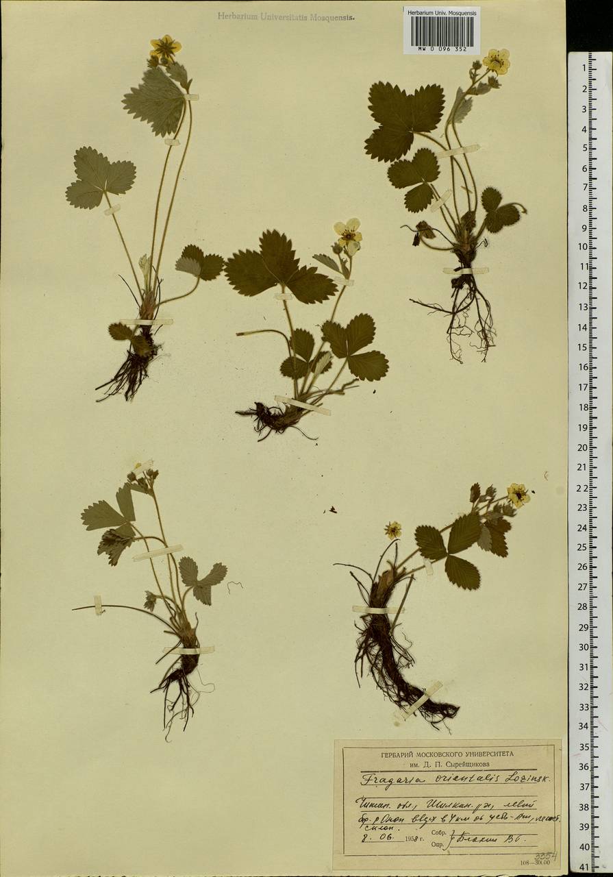 Fragaria orientalis Losinsk., Siberia, Baikal & Transbaikal region (S4) (Russia)