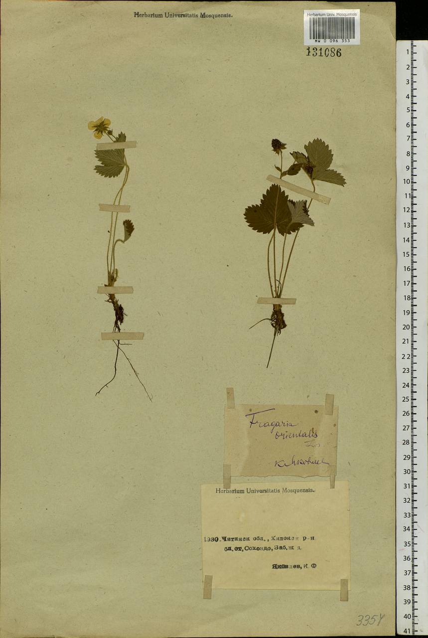 Fragaria orientalis Losinsk., Siberia, Baikal & Transbaikal region (S4) (Russia)