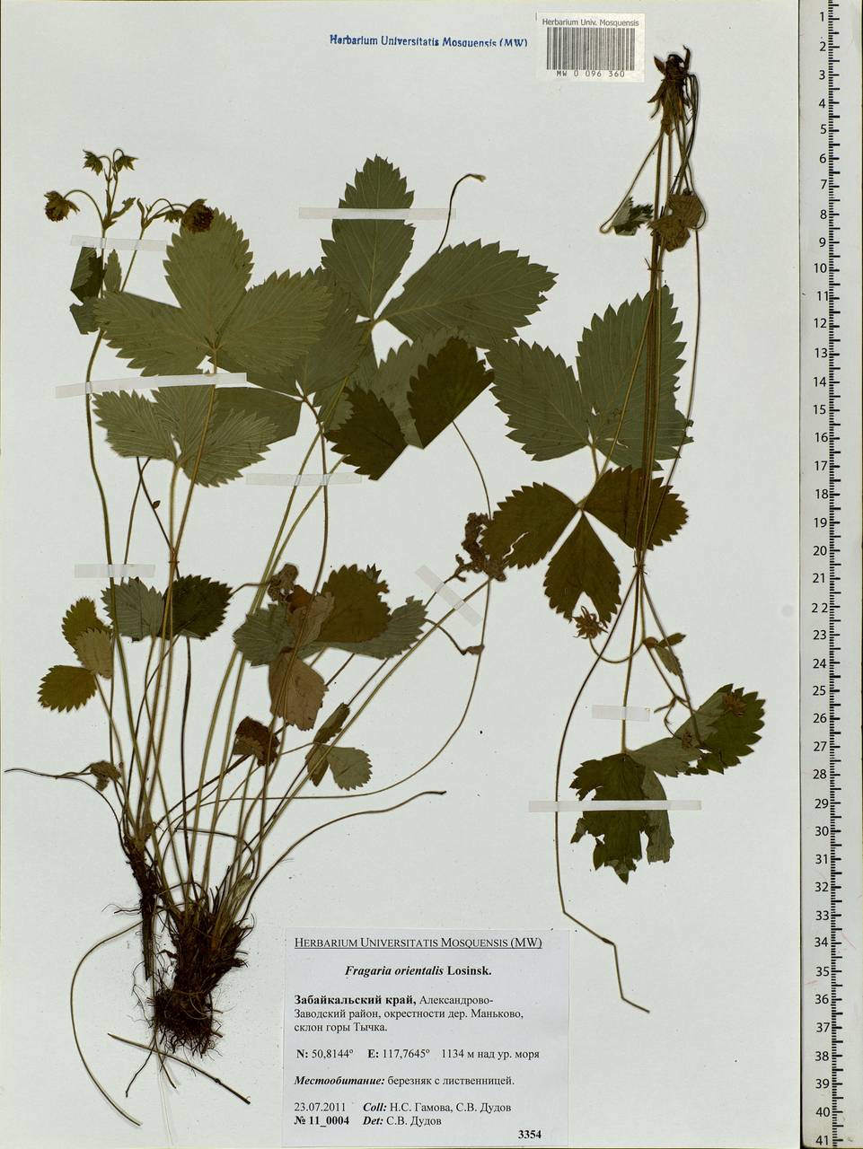 Fragaria orientalis Losinsk., Siberia, Baikal & Transbaikal region (S4) (Russia)