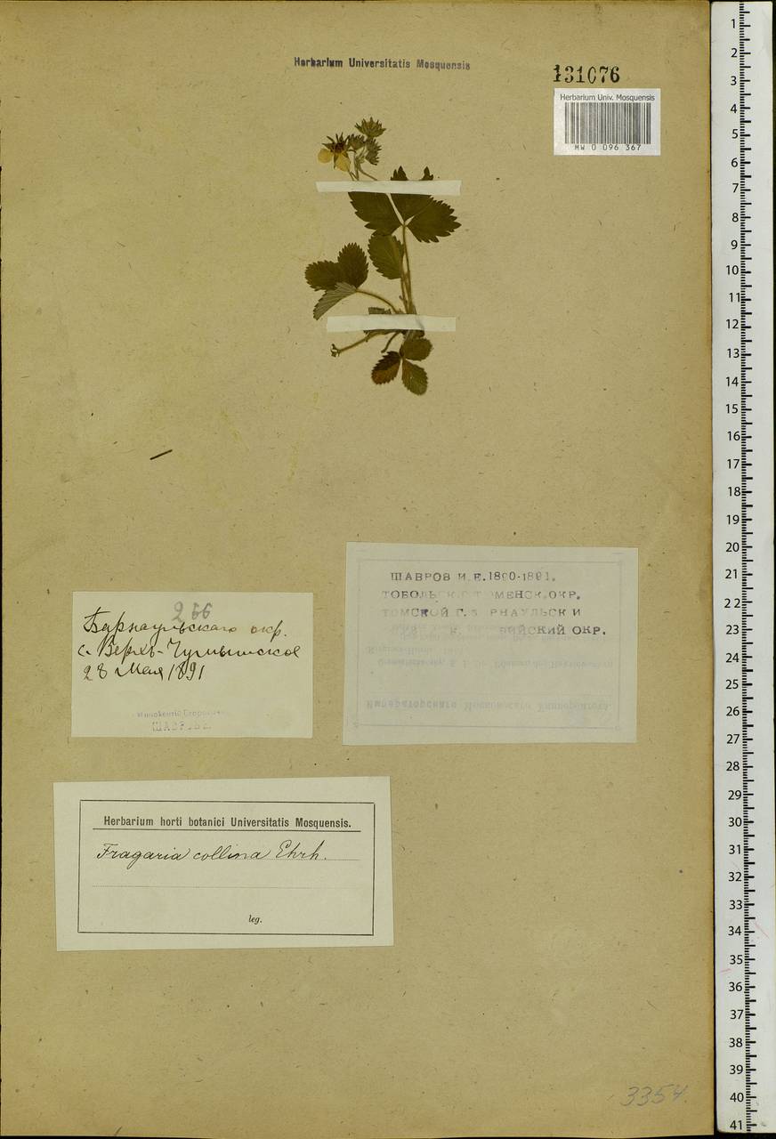 Fragaria orientalis Losinsk., Siberia, Altai & Sayany Mountains (S2) (Russia)
