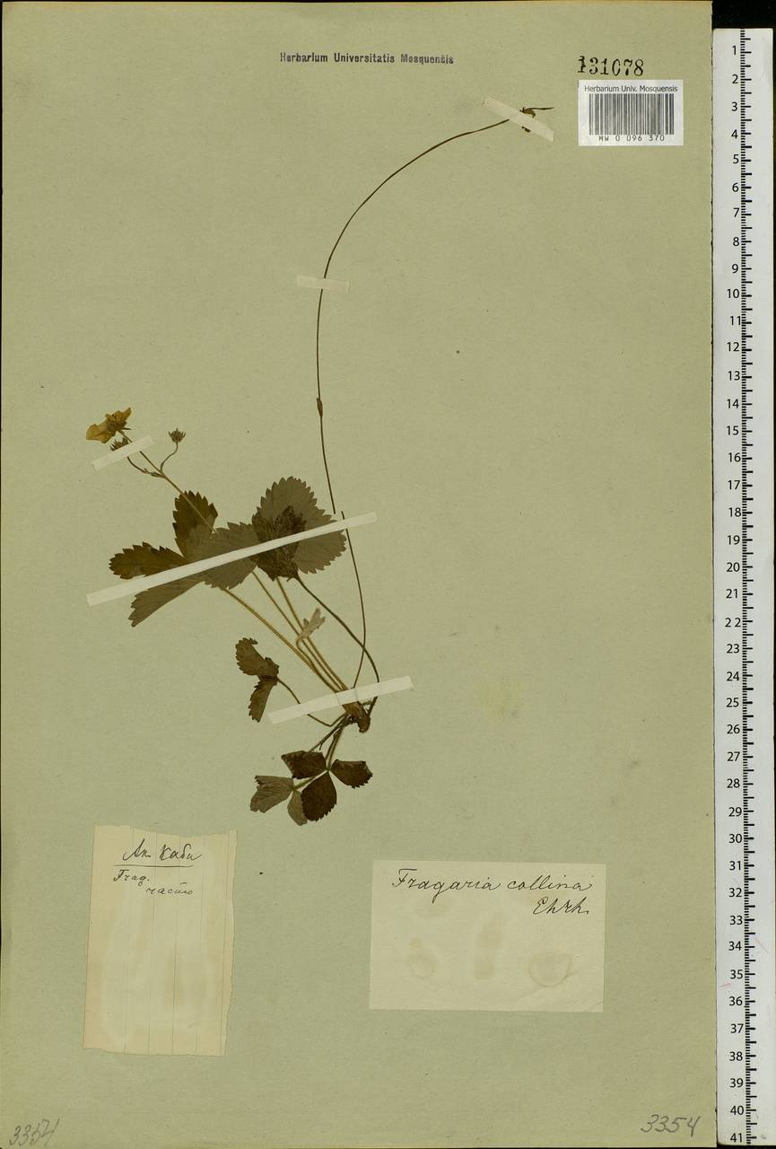 Fragaria orientalis Losinsk., Siberia (no precise locality) (S0) (Russia)
