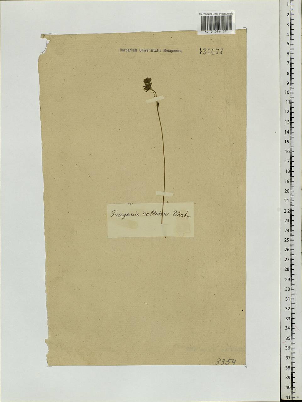 Fragaria orientalis Losinsk., Siberia (no precise locality) (S0) (Russia)