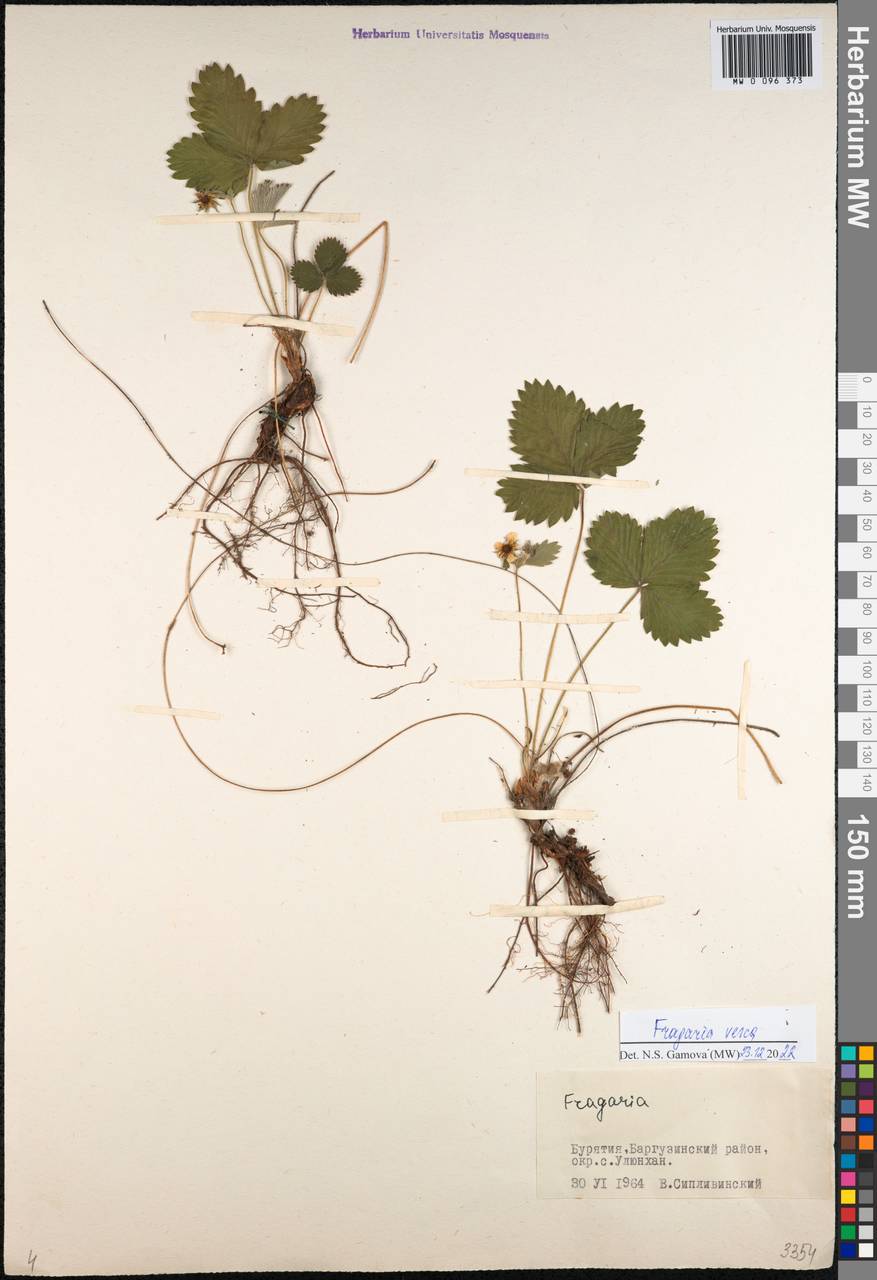 Fragaria vesca L., Siberia, Baikal & Transbaikal region (S4) (Russia)