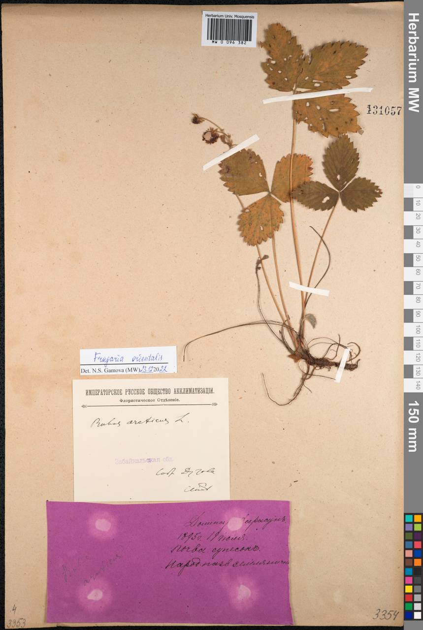 Fragaria orientalis Losinsk., Siberia, Baikal & Transbaikal region (S4) (Russia)