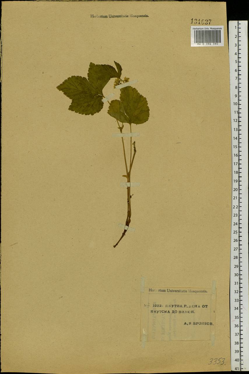 Rubus saxatilis L., Siberia, Yakutia (S5) (Russia)