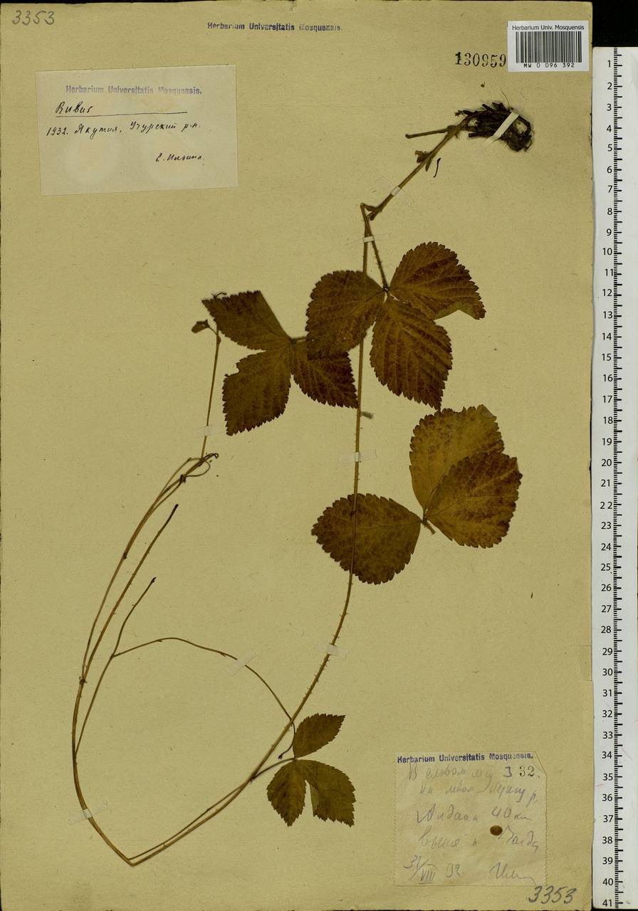 Rubus saxatilis L., Siberia, Yakutia (S5) (Russia)