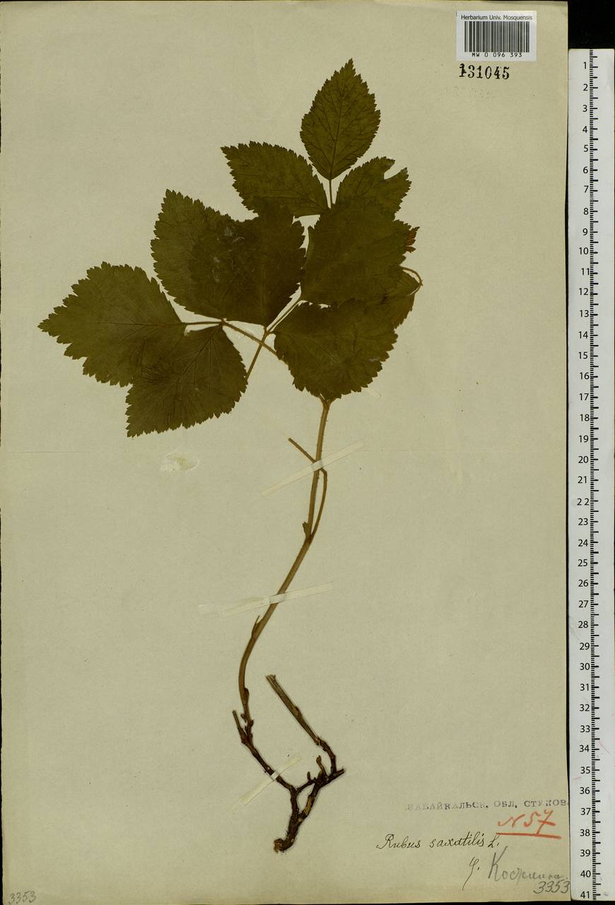 Rubus saxatilis L., Siberia, Baikal & Transbaikal region (S4) (Russia)