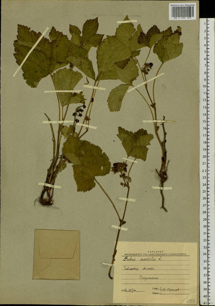 Rubus saxatilis L., Siberia, Baikal & Transbaikal region (S4) (Russia)