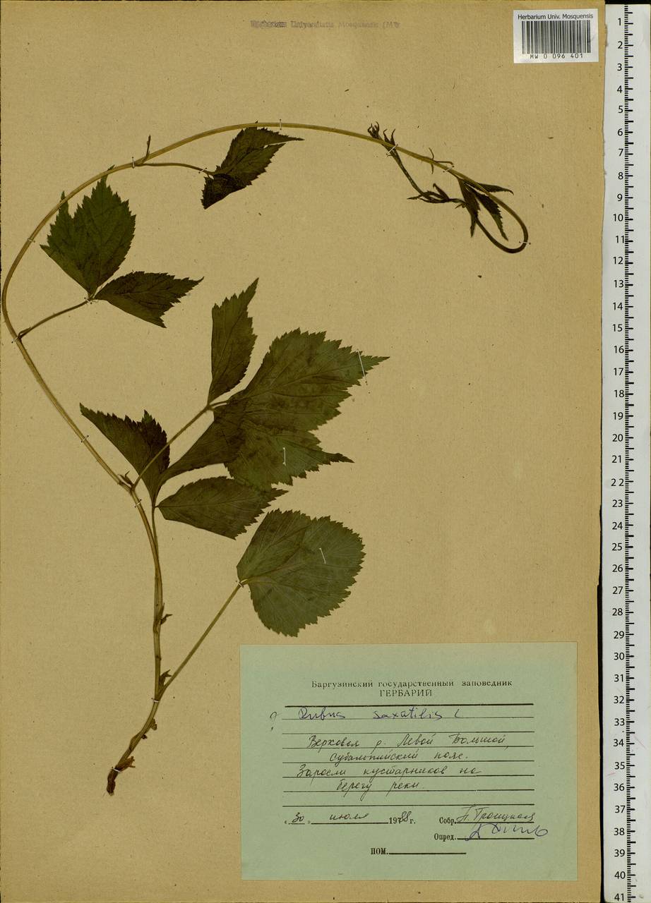 Rubus saxatilis L., Siberia, Baikal & Transbaikal region (S4) (Russia)