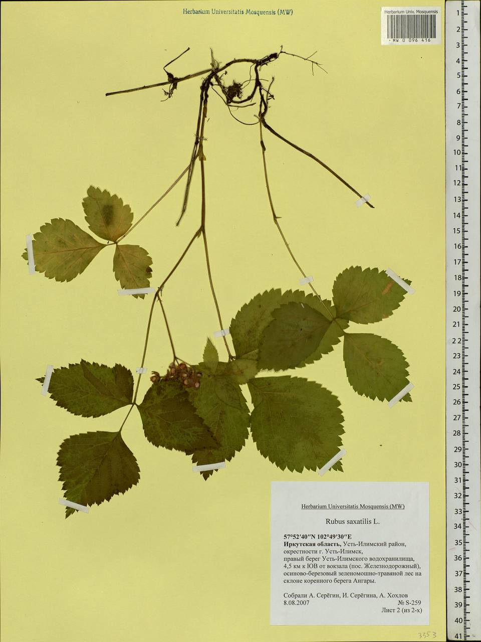 Rubus saxatilis L., Siberia, Baikal & Transbaikal region (S4) (Russia)