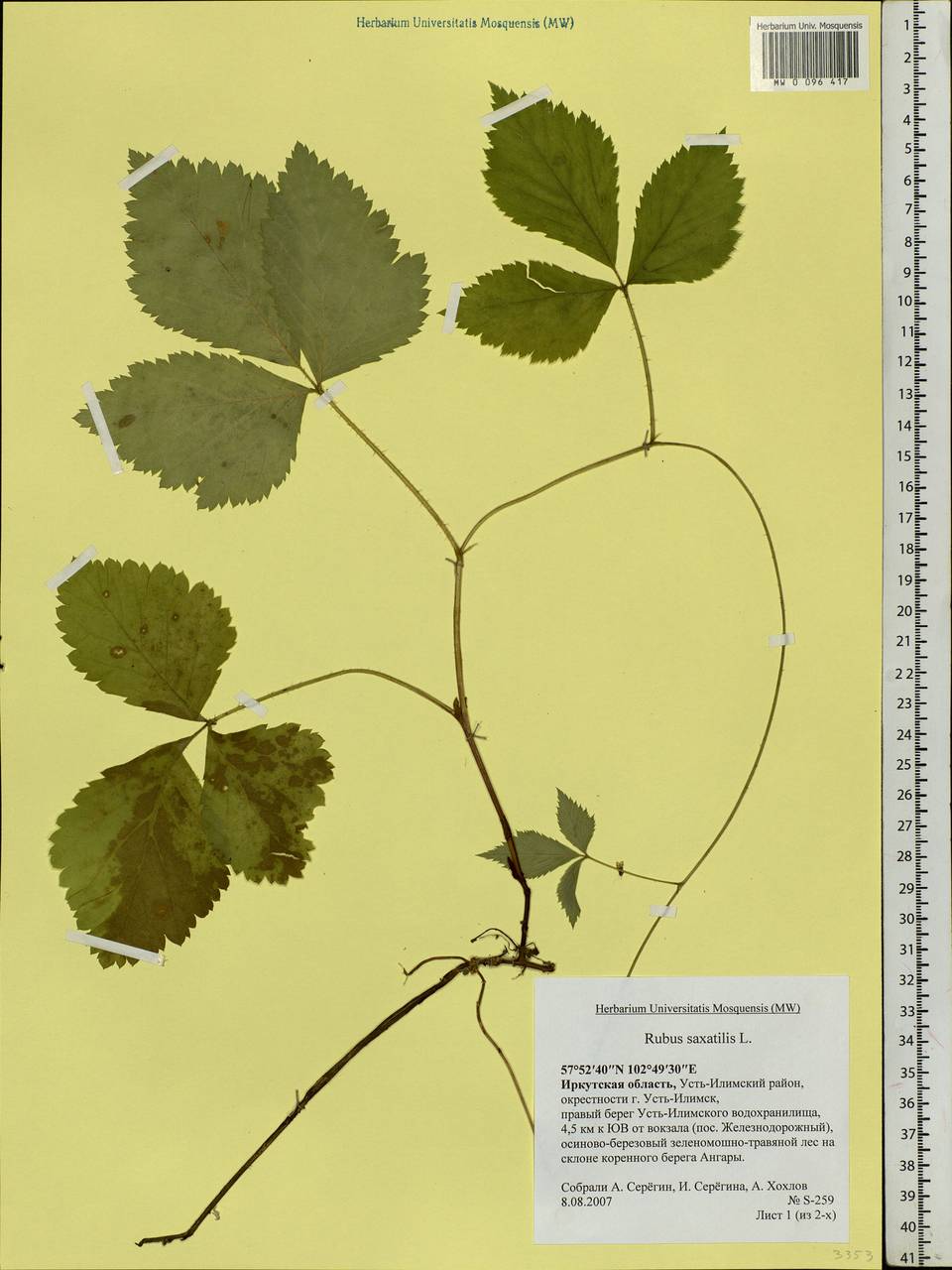 Rubus saxatilis L., Siberia, Baikal & Transbaikal region (S4) (Russia)