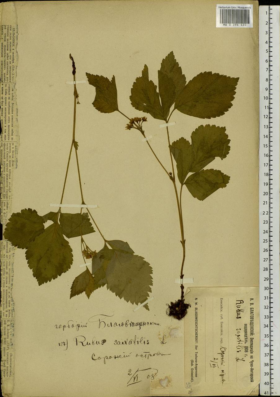 Rubus saxatilis L., Siberia, Central Siberia (S3) (Russia)