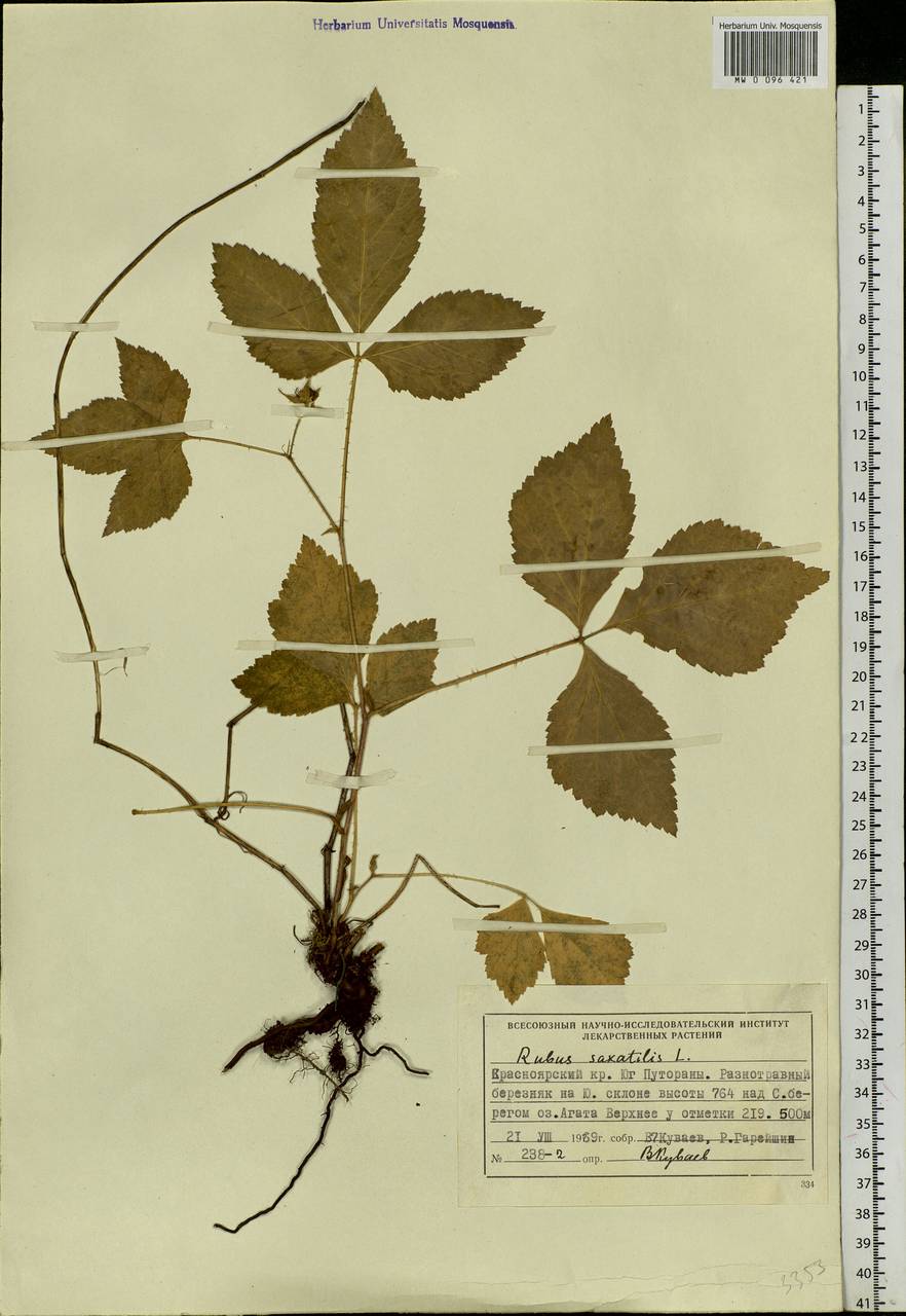 Rubus saxatilis L., Siberia, Central Siberia (S3) (Russia)