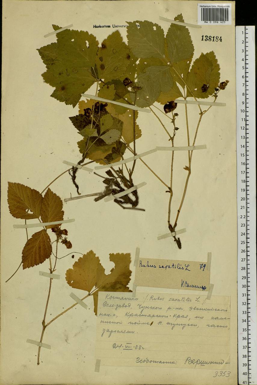 Rubus saxatilis L., Siberia, Central Siberia (S3) (Russia)