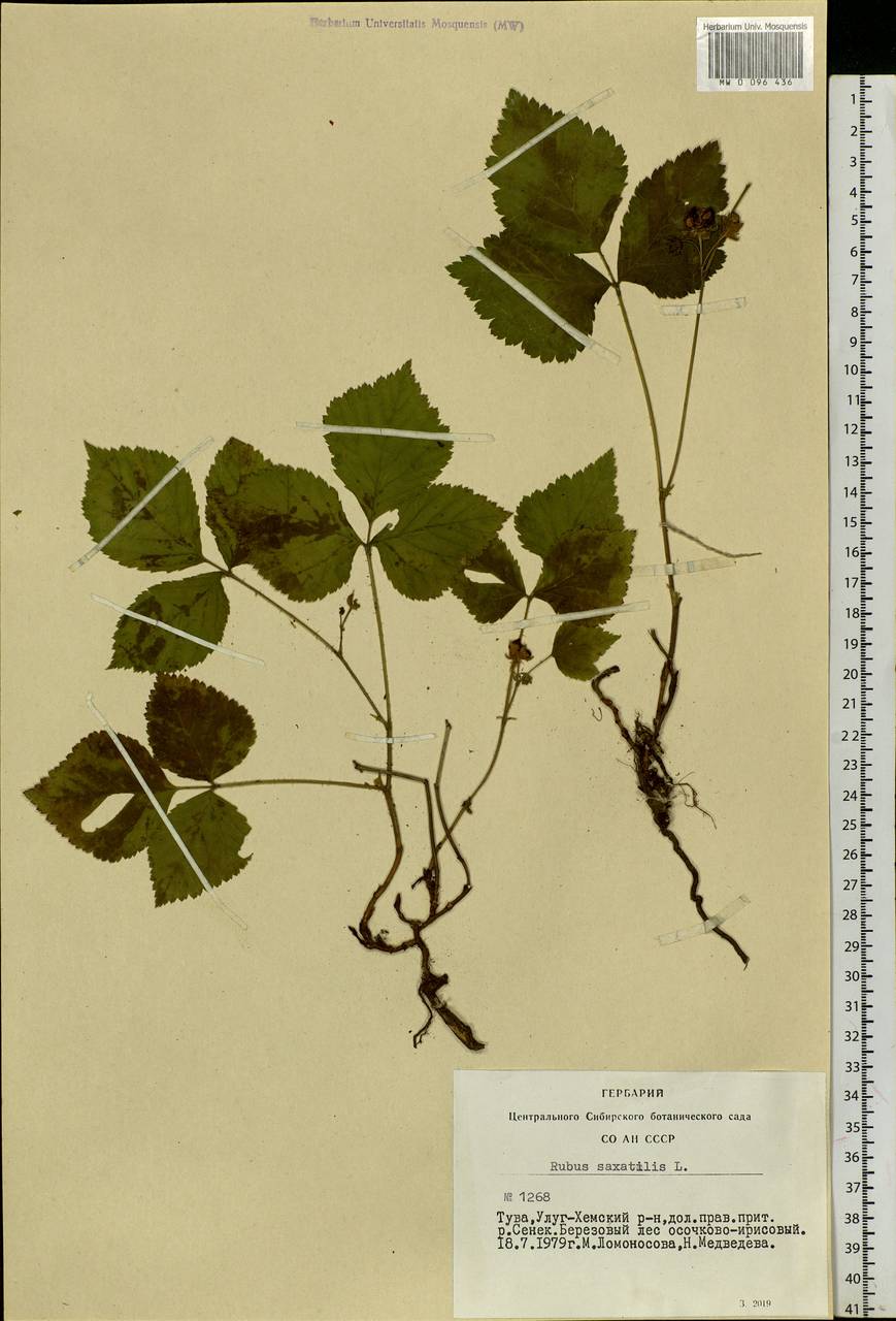 Rubus saxatilis L., Siberia, Altai & Sayany Mountains (S2) (Russia)