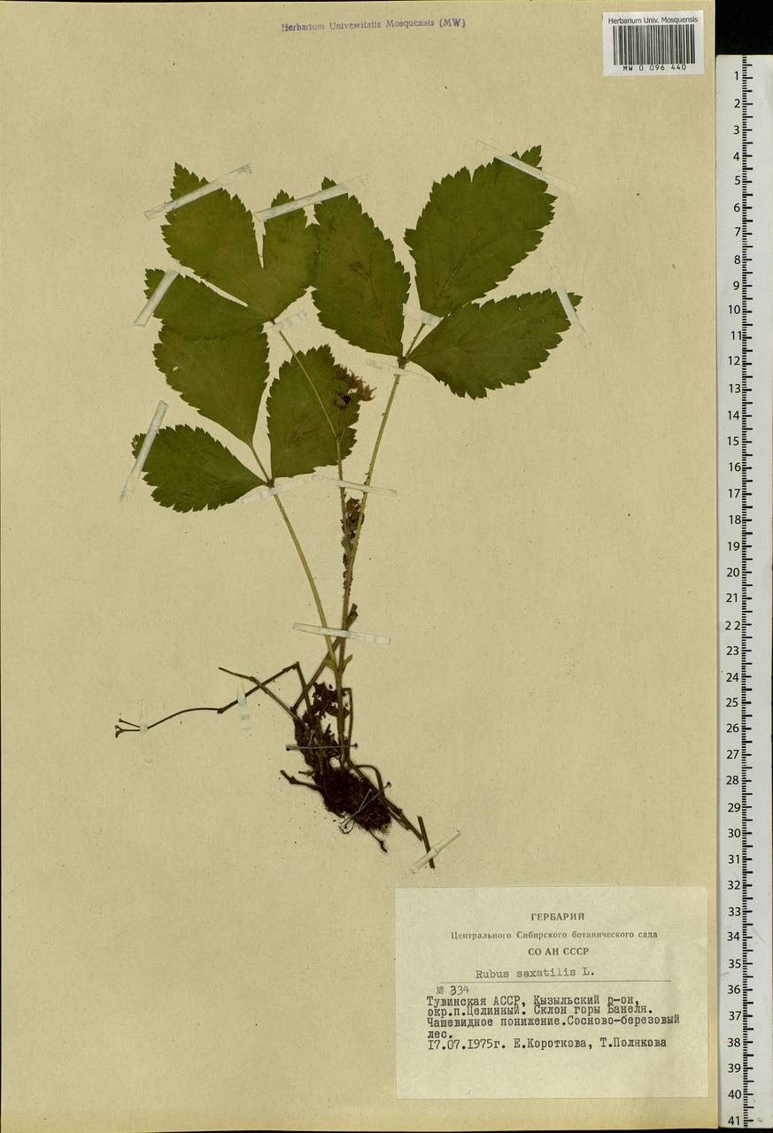 Rubus saxatilis L., Siberia, Altai & Sayany Mountains (S2) (Russia)