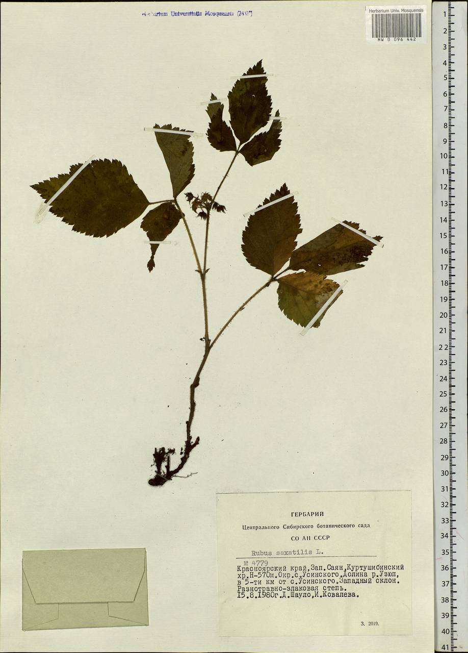 Rubus saxatilis L., Siberia, Altai & Sayany Mountains (S2) (Russia)